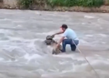 Hombre salva a gato atrapado en río caudaloso de Perú