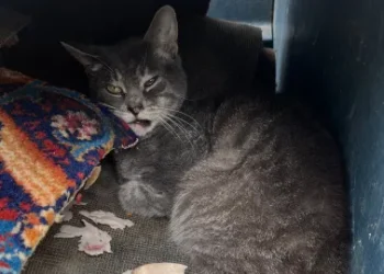 Autoridades piden ayuda para identificar a hombre que abandonó gato herido