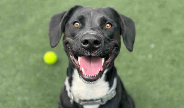 Condado de San Diego lanza sistema gratuito para localizar mascotas perdidas con licencias DocuPet
