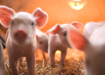 USDA advierte: no viaje con carne de cerdo para evitar la propagación de enfermedad mortal