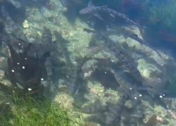 Los tiburones leopardo regresan a La Jolla
