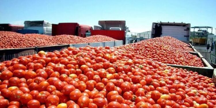 Estados Unidos impondrá arancel de 20.91% a tomates mexicanos a partir del 14 de julio