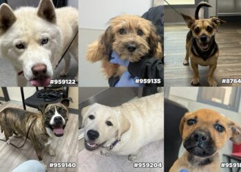 Tras las celebraciones del 4 de julio, decenas de mascotas siguen perdidas en refugios