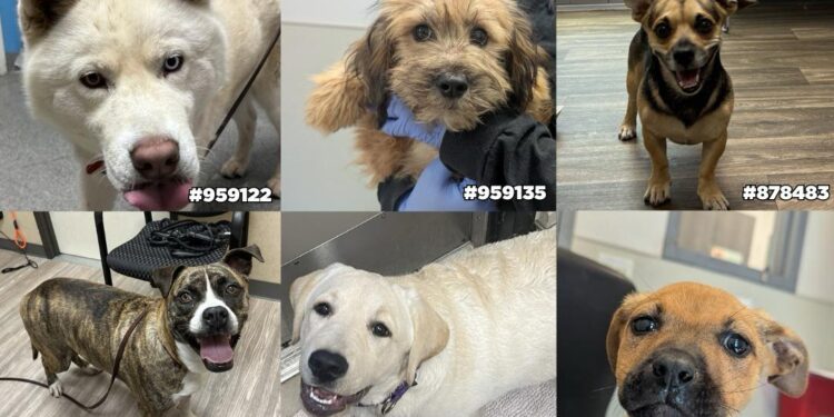 Tras las celebraciones del 4 de julio, decenas de mascotas siguen perdidas en refugios