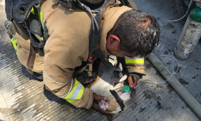 Bomberos rescatan a dos mascotas inconscientes durante incendio en Tijuana