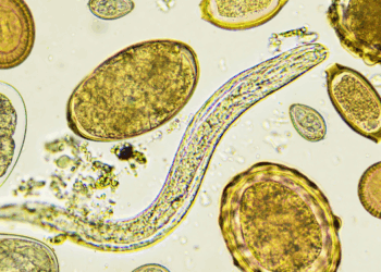 parasito