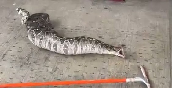 Pitón aparece en casa particular de Acapulco, Guerrero