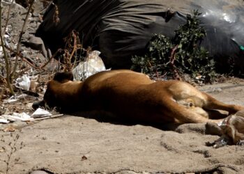 Patitas sin fronteras, el rescate binacional de perros callejeros entre Tijuana y San Diego