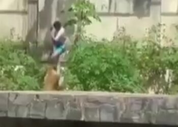 Joven muere tras bajar a la jaula de una leona en zoológico de Brasil