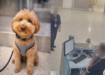 Arrestan a mujer por presuntamente abandonar a su perro en aeropuerto de Las Vegas tras problema con documentación