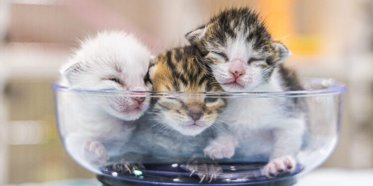 Inicia campaña para salvar a miles de gatitos durante temporada de cría