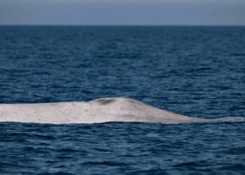 Avistamiento histórico de ballena azul albina en Parque Nacional Bahía de Loreto