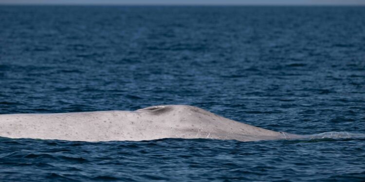 Avistamiento histórico de ballena azul albina en Parque Nacional Bahía de Loreto
