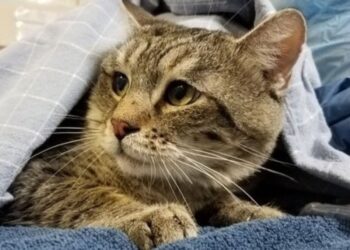 Rescatan a 34 gatos de refugio saturado en California