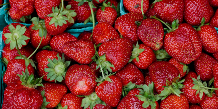 Fresas Orgánicas