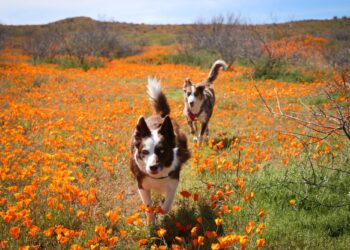 20 de mayo: Día Nacional del perro rescatado