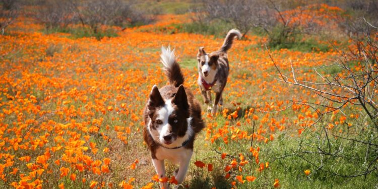 20 de mayo: Día Nacional del perro rescatado