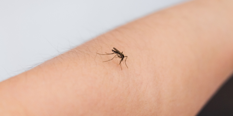 Mosquitos
