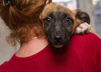 La Sociedad Protectora de Animales de San Diego anuncia tarifas gratis para adopción de mascotas