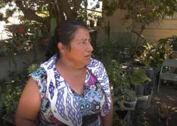 Doña Guillermina remata sus 10 mil plantas para la construcción de la nueva Garita Otay Mesa II
