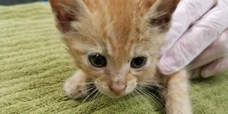 Gatito