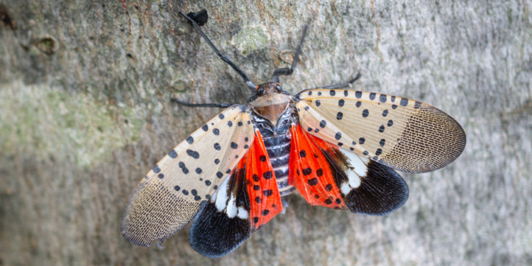 Mosca Linterna Manchada