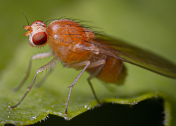 Mosca mexicana de la fruta