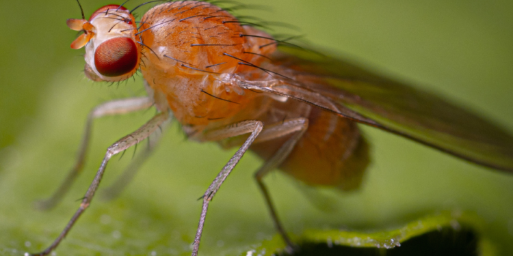 Mosca mexicana de la fruta