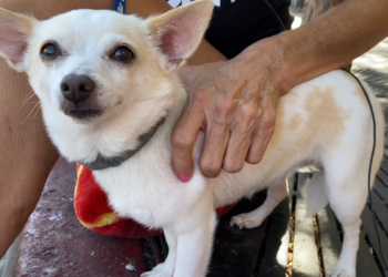 Refugio brindará apoyo a mascotas de personas sin hogar