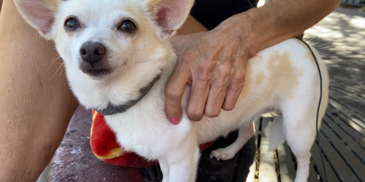 Refugio brindará apoyo a mascotas de personas sin hogar