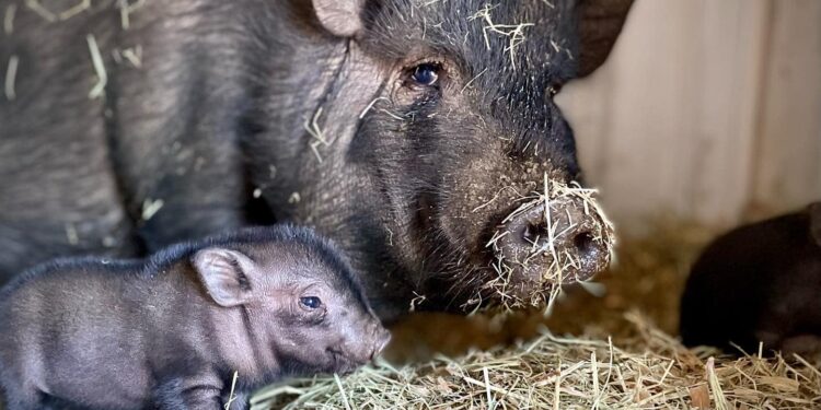 Little Bitty Animal Sanctuary