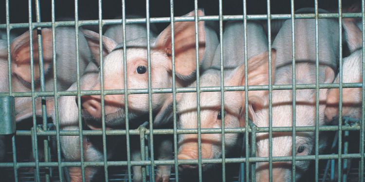 Cerdos enjaulados