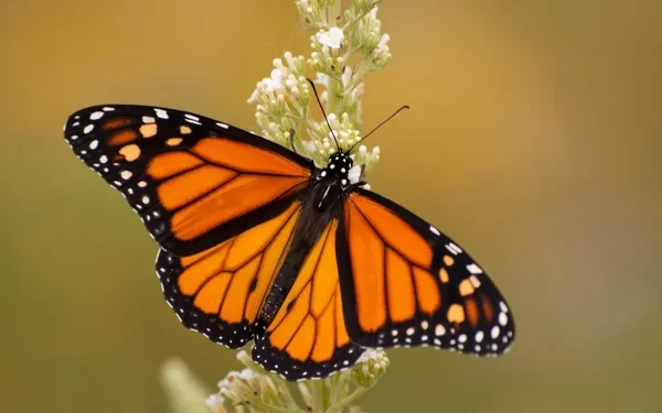 La mariposa monarca oriental pasa por San Diego en su camino a México
