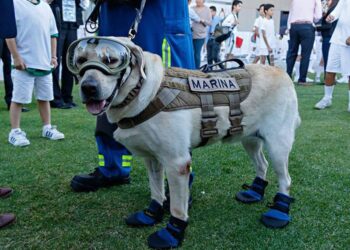 Muere Frida, la perrita rescatista de la Secretaría de Marina Armada de México