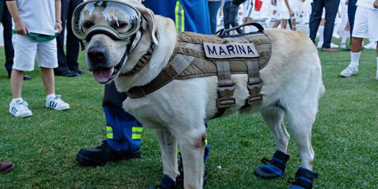 Muere Frida, la perrita rescatista de la Secretaría de Marina Armada de México