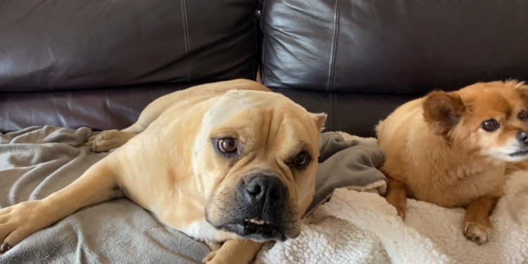 San Diego Humane Society