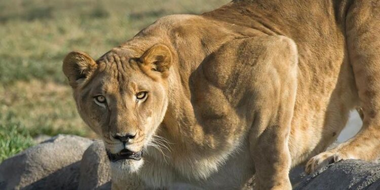 Ley de Seguridad Pública de Grandes Felinos es oficial