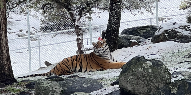 El santuario de osos y grandes felinos Lions Tigers & Bears de San Diego, disfrutó de una mañana nevada