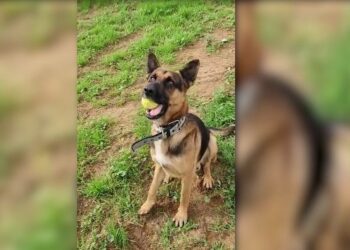 Perro Pastor Alemán no es de CBP