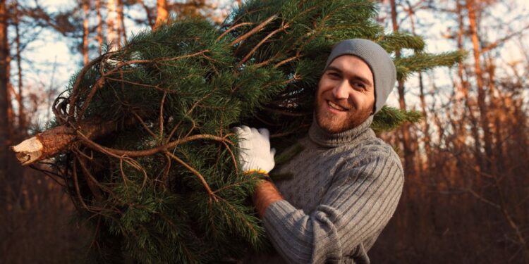 Conoce cómo y dónde reciclar tu arbolito de Navidad