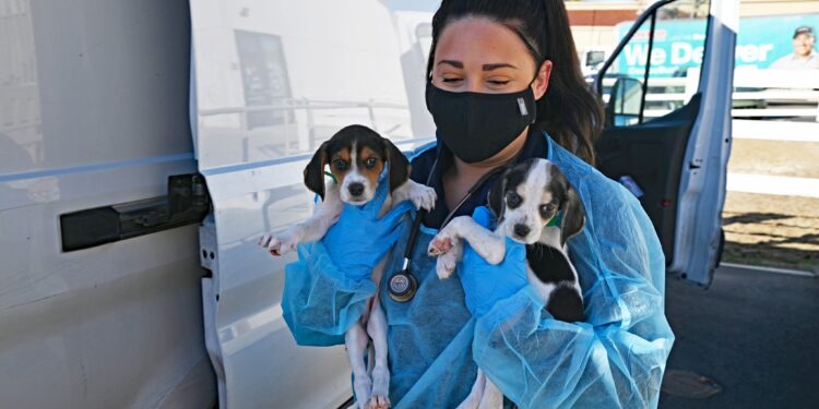 Milagro de navidad salva a 38 cachorros de volcadura y llegan sanos y salvos a San Diego