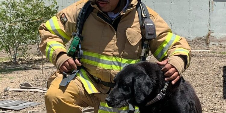 Max es un labrador que se perdió por la pirotecnia en Tijuana, fue rescatista en el sismo de CDMX en 2017