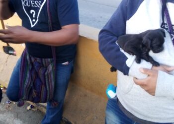 San Ysidro se convirtió en punto de venta ilegal de mascotas
