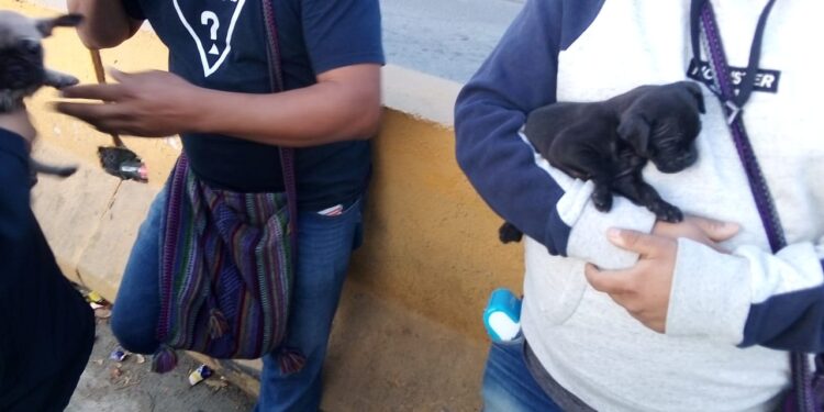 San Ysidro se convirtió en punto de venta ilegal de mascotas