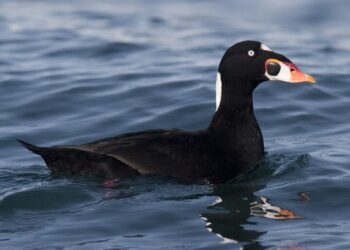 Captan a cientos de patos marinos Surf Scoters, nadando en la bahía de San Diego