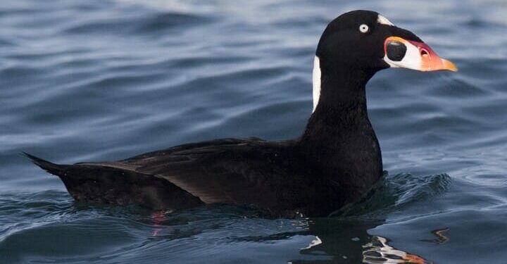Captan a cientos de patos marinos Surf Scoters, nadando en la bahía de San Diego