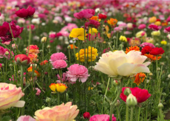 Flower Field Carlsbad