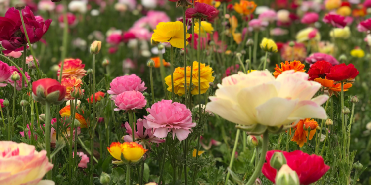 Flower Field Carlsbad