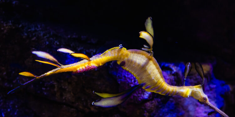 Birch Aquarium anuncia el primer embarazo con éxito de un dragón de mar macho