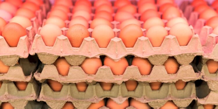 Aumentan los decomisos de huevos en el cruce fronterizo de San Diego